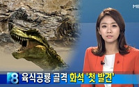 한국의 티라노사우루스류 이빨 특징은? ‘단면이 D자 형태를..’