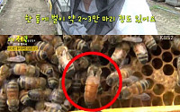 '임형문꿀' 명품 장인이 만든 건 다르다…이유 '대박'