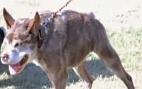 세계에서 가장 못생긴 개, 1위에 꼽추견 '콰시모도'…2위는?