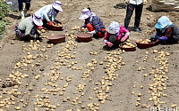 [포토]가뭄 이겨낸 '감자 수확' 한창