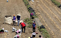 [포토]감자 수확하는 농민들