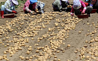 [포토]가뭄 이겨낸 감자 수확의 기쁨