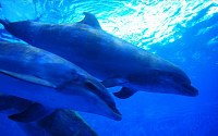 [포토] 수족관에서 유영하는 돌고래