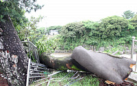 [포토] 300년 된 나무 부러뜨린 태풍 '찬홈'