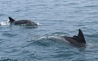 [포토] 고향 바다에서 자유찾은 남방큰돌고래 '태산이, 복순이'
