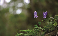 [김인철의 야생화] 한국의 야생화를 대표하는 특산식물 '금강초롱꽃'