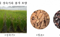 GABAㆍ안토시아닌 기능 성분 높인 쌀 ‘눈큰흑찰1호’ 개발