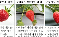 국산 품종 여름 딸기로 자급률 높이고 수출 경쟁력 강화