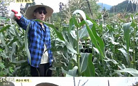 ‘삼시세끼’ 힘 좋은 옥택연 VS 자칭 똑똑이+버럭 이선균, 옥수수밭 수확 폭소