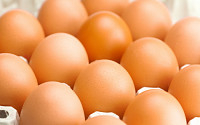 계란 헤어팩, 두피/모발 건강에 효과적.. 만드는 방방법은?