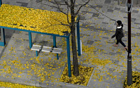 [포토] 겨울의 문턱, 거리에 쌓인 은행잎
