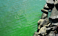[포토] 한강변을 초록으로 물들인 녹조