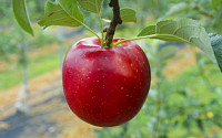 껍질째 먹는 중간 크기 사과ㆍ배 보급 나선다