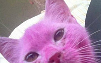 캣맘으로 '고양이 학대사건'도 재조명…고양이에 페인트칠을? &quot;정말 너무해!&quot;