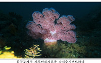 국립공원관리공단, 멸종 위기 ‘큰수지맨드라미’ 자생지 복원 앞장