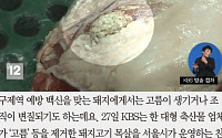 [카드뉴스] '고름 제거' 돼지목살 학교 급식에 납품 논란