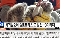 [카드뉴스] 부산서 멸종위기종 원숭이 '슬로로리스' 발견
