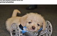[포토] 앞다리 없이 태어난 강아지…3D 프린터 휠체어 선물받아