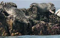 해수부, 멸종위기 황해 '점박이물범' 보호 방안 마련