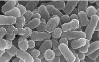 고농도 비소 독성 낮추는 신종 박테리아 발견