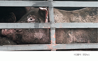 [카드뉴스] 전북 김제 구제역 ‘양성’… 돼지 살처분·인근농가 긴급 방역