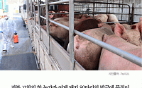 [카드뉴스] 고창 구제역 의심 신고… 돼지 3마리 양성반응