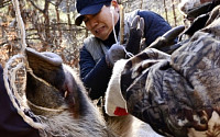 “멧돼지는 산으로!” 환경부 3월부터 집중퇴치 시범사업