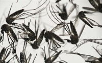 지카바이러스 매개체 '흰줄숲모기'  국내서 2년새 6.8배로 급증