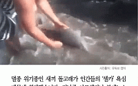 [카드뉴스] 인간의 ‘셀카 욕심’에 희귀종 새끼 돌고래 숨져