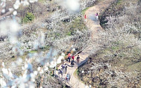 [포토]오늘부터 '광양매화마을축제' 시작!