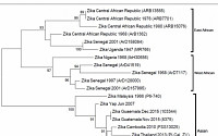 국내 첫 지카바이러스 환자 DNA, 브라질 지카와 99% 이상 유사