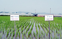 지난해 쌀농사, 생산비 감소했지만 순수익 10.3% 감소