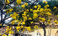 [포토]김유정 문학촌에 노랗게 피어난 '생강나무 꽃'