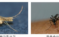 전국에 ‘일본뇌염 주의보’ 발령…매개 모기 첫 발견