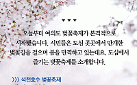 [카드뉴스] 여의도·석천호수 벚꽃축제… 도심에서 즐기는 벚꽃축제, 여기 어때?