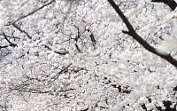 [포토] '벚꽃축제 즐기는 시민들'