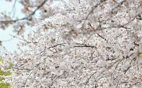 [포토]아찔하도록 아름다운 벚꽃길