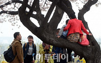 [포토] '벚나무에 올라간 외국인 관광객들'