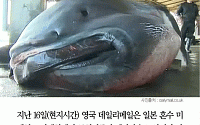 [카드뉴스] 일본서 희귀 상어 ‘메가마우스 상어’ 포획… 일본 지진과 상관관계는?