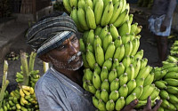 바나나 시듦병 전 세계 확산…바나나 파동 오나