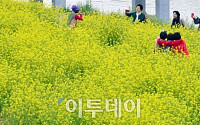 [포토] '서울 근처에도 유채꽃밭이 있어요'