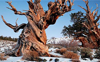 현존 세계최고령 나무는 올해 5000살…위치와 사진 비공개한 이유