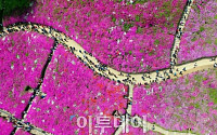 [포토] 드론으로 본 군포 철쭉축제, '분홍 봄기운이 절정'