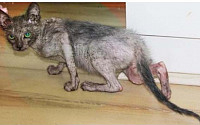 [포토] 희귀 돌연변이 '늑대 고양이' 남아공에서 발견