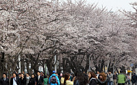 [포토]'봄을 즐기려면 여의도로 모여라'