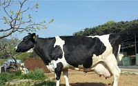 [농업이 미래다⑮] 젖소 사육규모 50년새 68배… ‘축산강국’ 우뚝