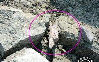 중국 연변서 1억년전 익룡 추정 화석 발견…몸길이가 무려 11m?