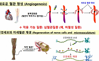 [BioS] 바이로메드 “VM202, 신생혈관 생성 통해 근본적 치료”