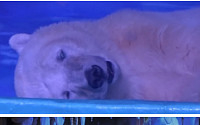 [포토] '세상에서 가장 슬픈 북극곰'…&quot;풀어줘라&quot; 청원 이어져