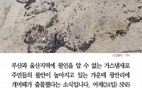 [카드뉴스] 부산·울산 가스 냄새이어 광안리 개미떼 대이동… 지진 전조 현상?